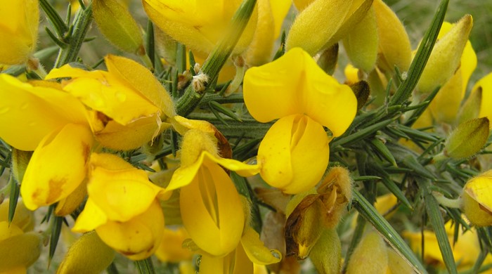 Close up of gorse flowers and immature seed pods.