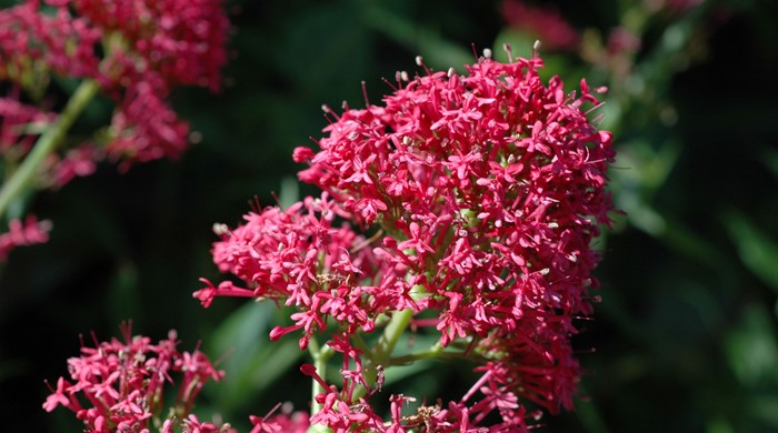 Close up of red valerian flowers.