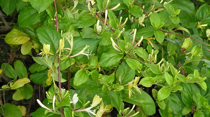 Japanese honeysuckle with many unopened flower buds.