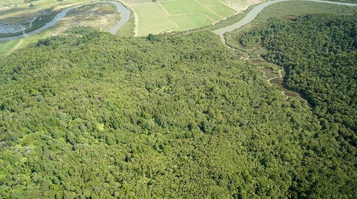 Kauri forest and other emerging trees of Kaukapakapa Estuary Scientific Reserve.