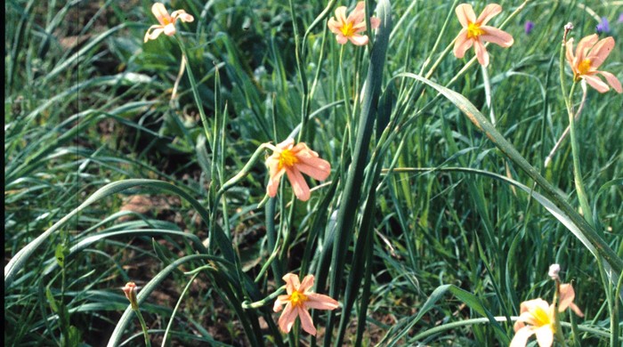 A sprig of cape tulip with flowers.
