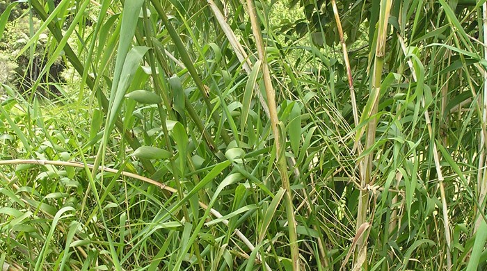 Tall stalks of giant reed.