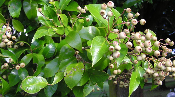 Monkey Apple leaf tips with fruit.