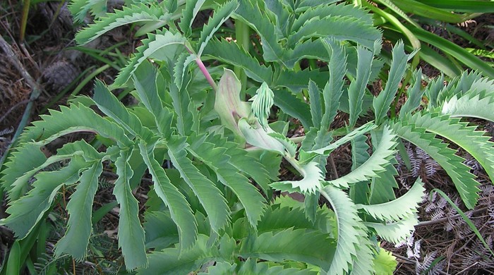 Close up of new leaves of a cape honey flower.