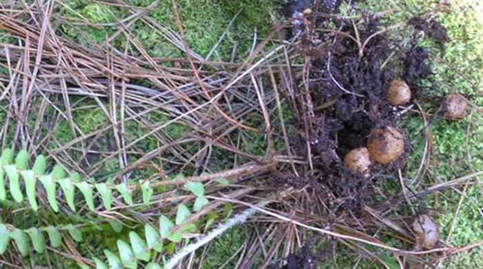 Tuber Ladder Fern plant pulled from the ground showing tubers.
