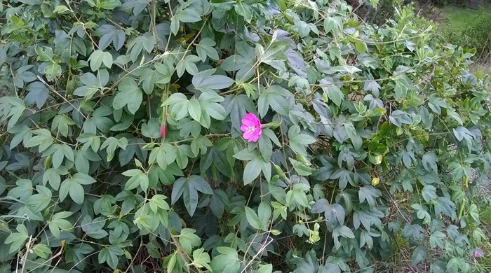 A wall of banana passionfruit leaves with a bright pink flower in the middle.