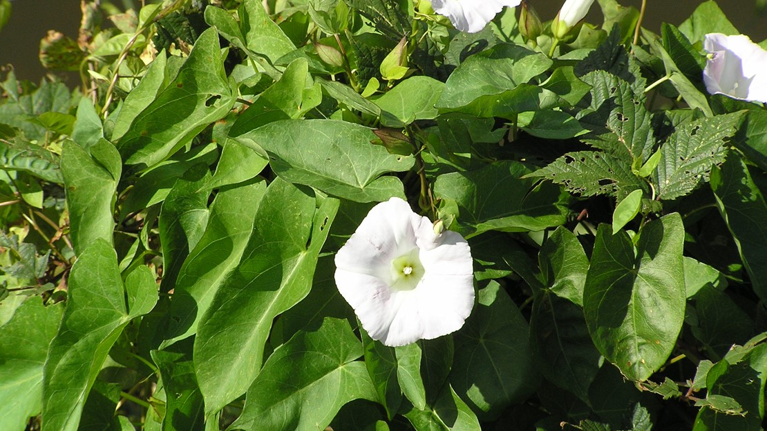 Field bindweed with a pale pink flower and scrambling leaves.