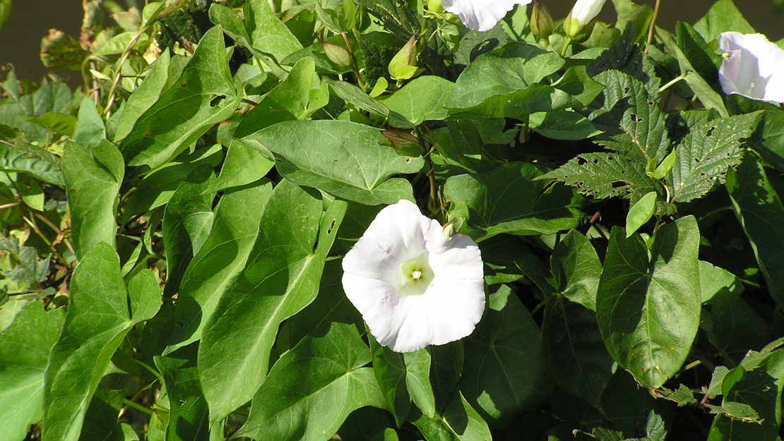 Field bindweed with a pale pink flower and scrambling leaves.