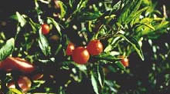 Jerusalem Cherry with mature fruit.