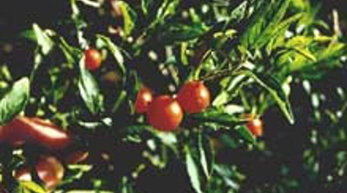 Jerusalem Cherry with mature fruit.