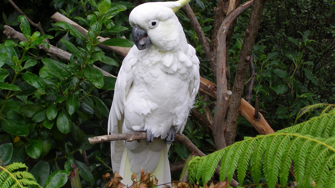 Sulphur crested cockatoo on branch looking at camera.