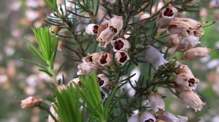 Close up of Spanish heath flowers.