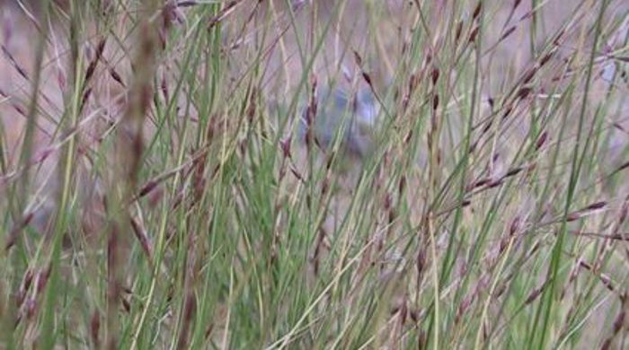 Nasella Tussock seed heads.