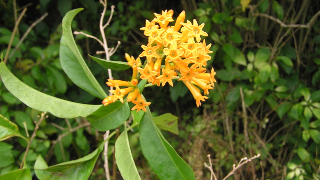 Green cestrum branch tip showing yellow flowers.