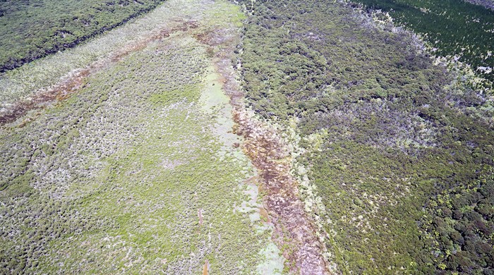 A sequence of vegetation from above. 