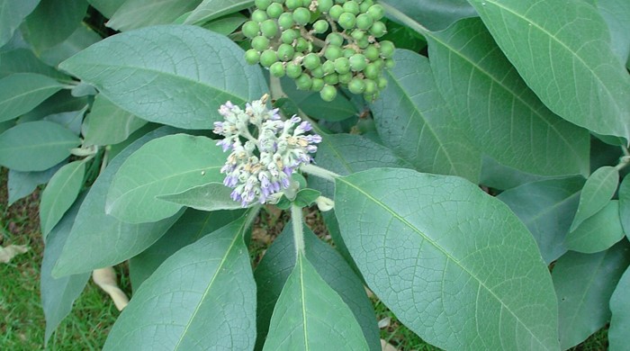 Tops of a Woolly Nightshade plant showing flowers and immature fruit.