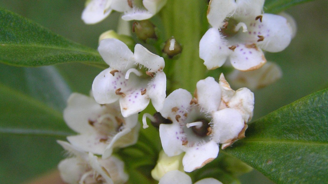 Close up of Tasmanian Ngaio flowers being held by a hand.