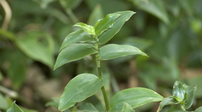 Close up of Tradescantia leaf tips.