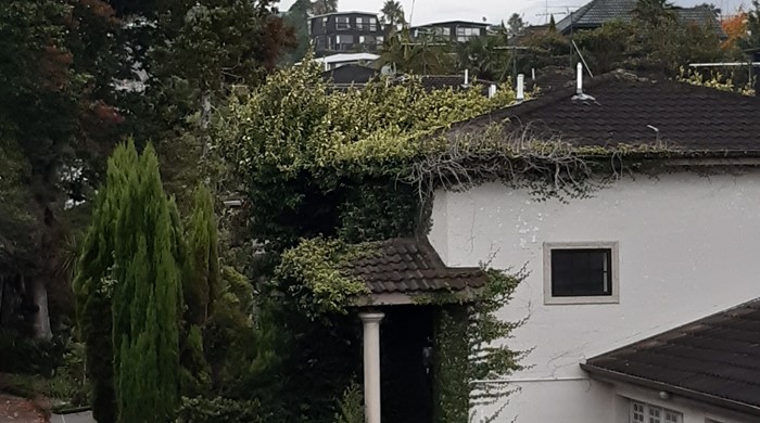 A wild creeping fig overtaking the side of a house.