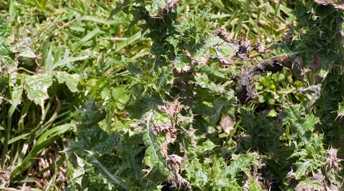 Nodding Thistle plant coming into flower.