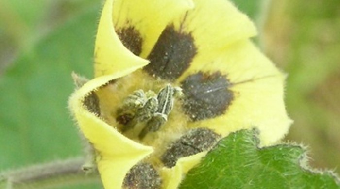 Close up of a cape gooseberry flower.