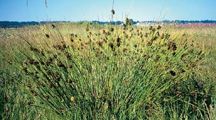 Soft rush in a big open field.