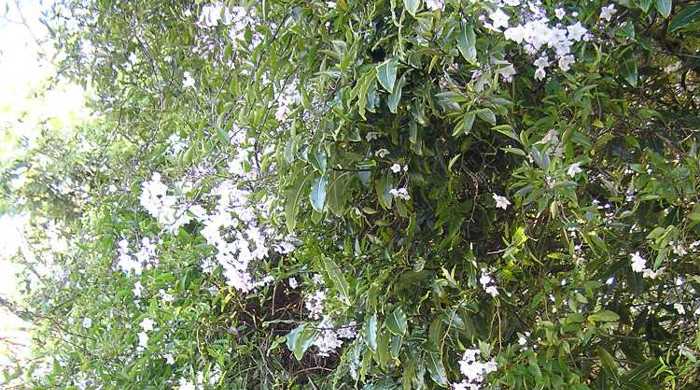 Potato vine growing wild.