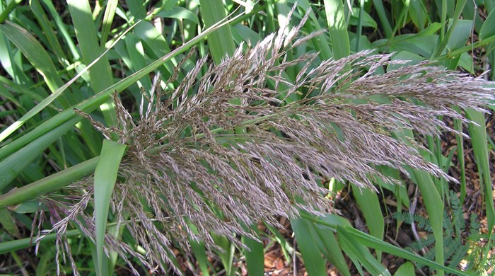 Close up of the flowers of the giant reed.