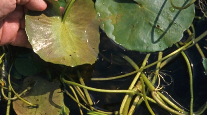 A hand holding up a fringed water lily leaf.