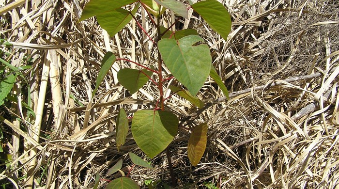 Queensland Poplar sapling in pampas.
