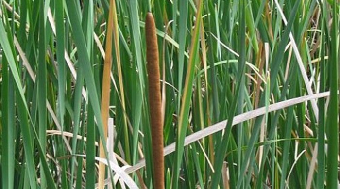 Southern Cattail plants with flower spike.