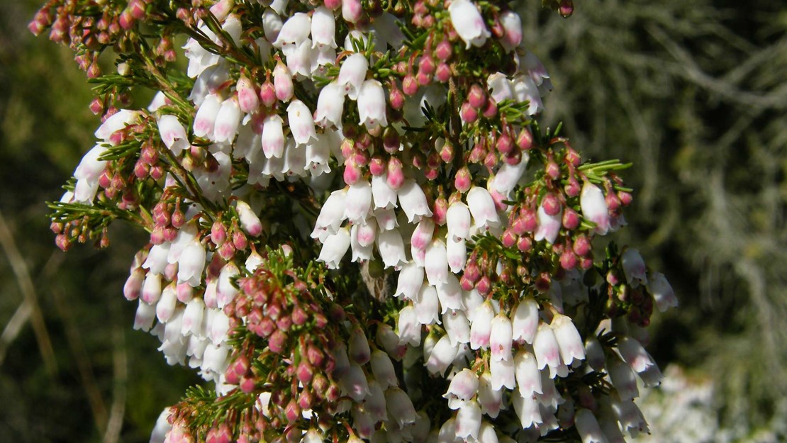Clusters of white Spanish heath flowers.