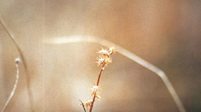 Close up on a stalk of sheep's bur.