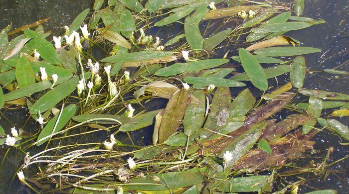 Cape pond weed scattered on the surface of still water with broad leaves and white flowers peeking through.