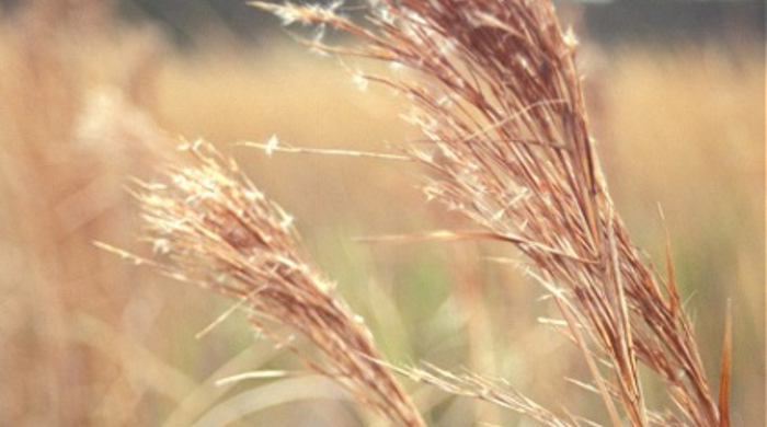 Close up of broomsedge flowerhead.