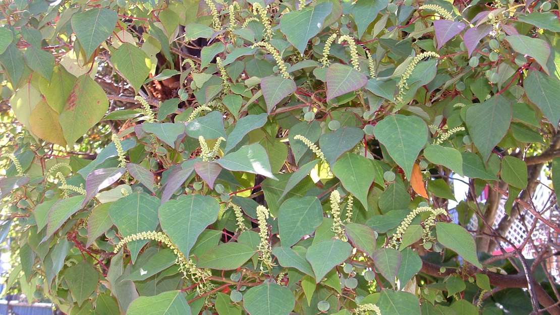 Queensland poplar tree next to a fence.