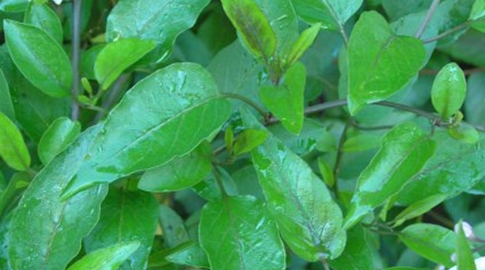 Close up of potato vine leaves.