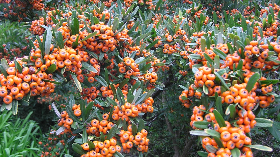 Firethorn trees with hundreds of orange berries.
