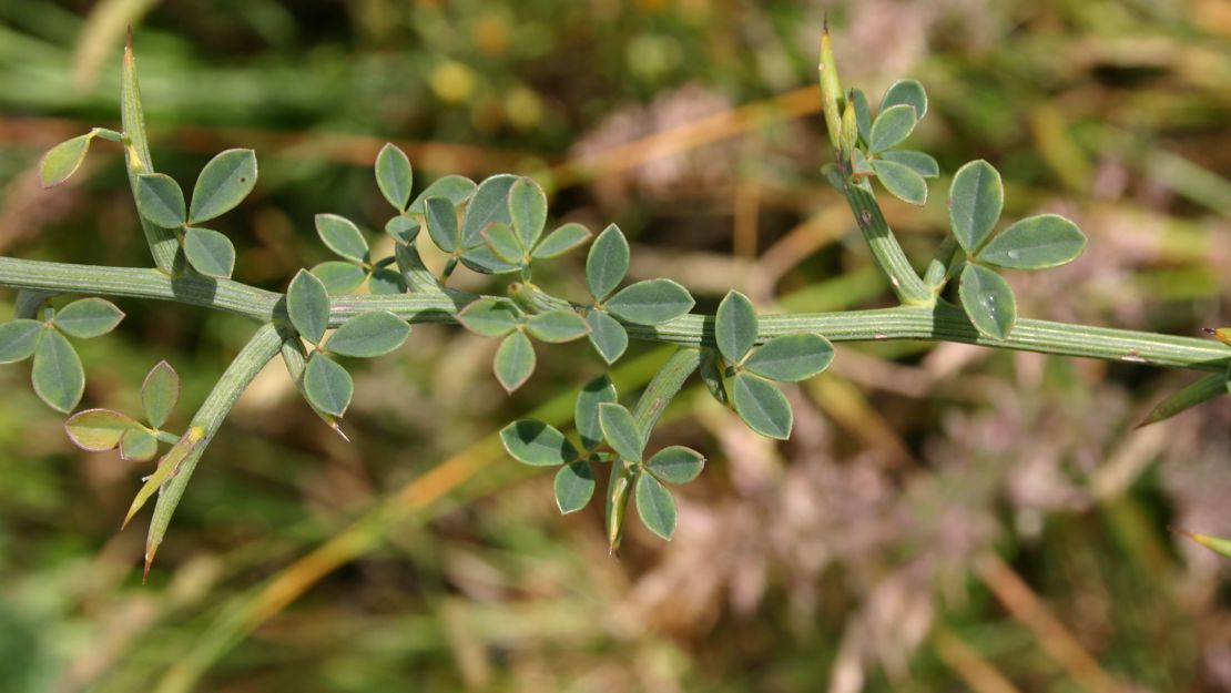 Close up of spiny broom leaves.