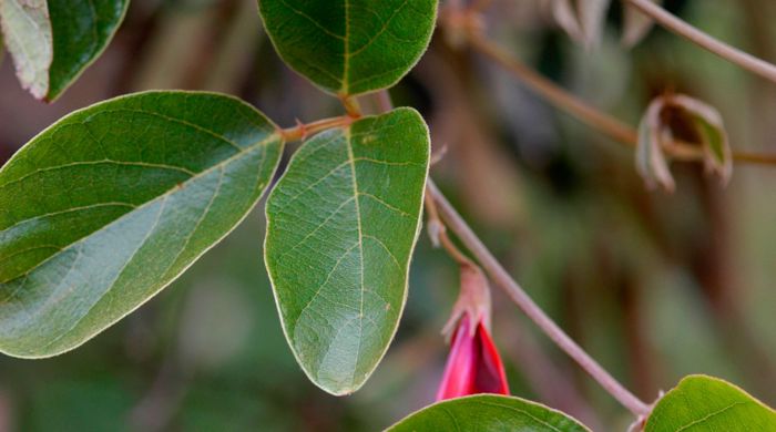 Close up of dusky coral pea tree.