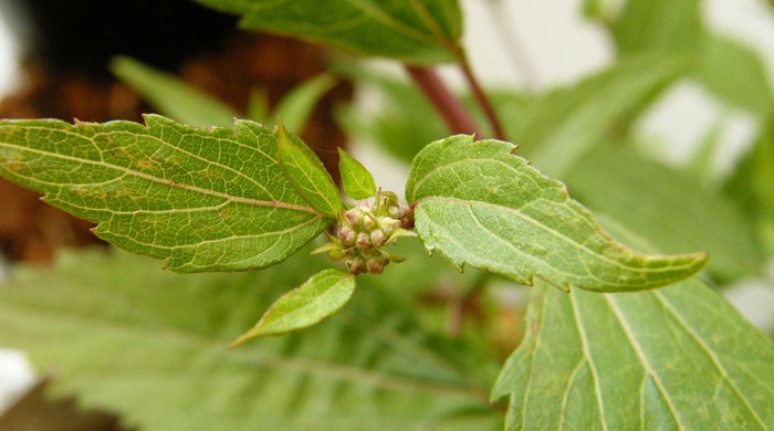 Mistflower leaf tip with flower buds.
