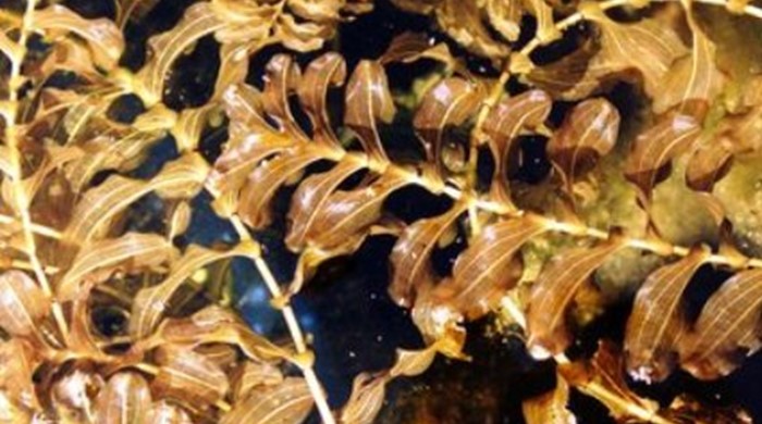 Dried clasped pondweed in water.