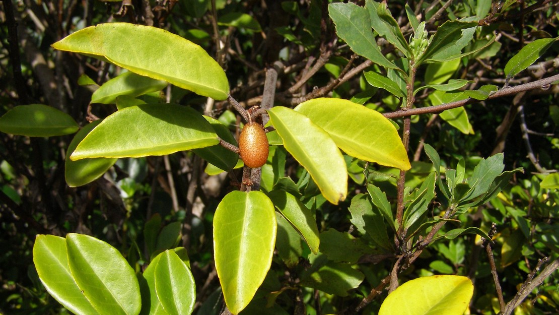 Elaeagnus branch with single orange berry.