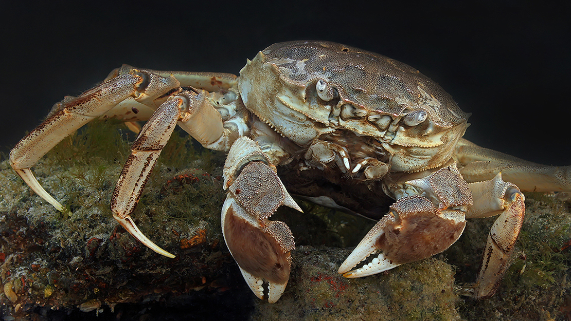 View of a Chinese mitten crab