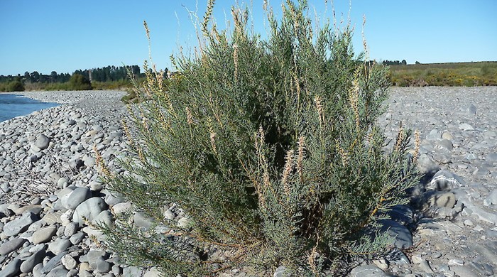 A branch of false tamarisk with small spiky leaves.
