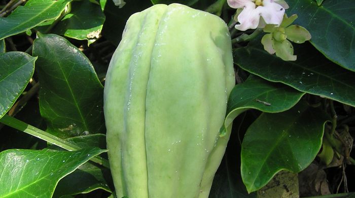 Moth Plant pod with leaves and flowers.