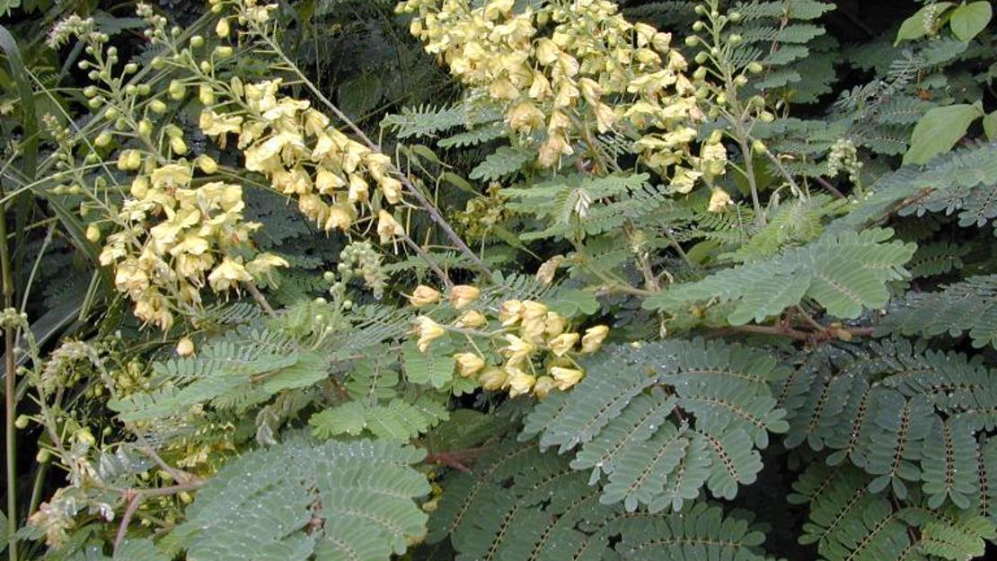 Mysore Thorn branches and flower stems.