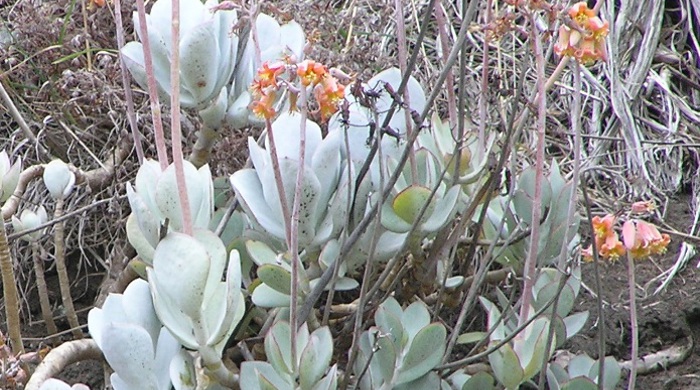 African pig's ear growing out of the ground with large hard leaves and stalks of flowers.