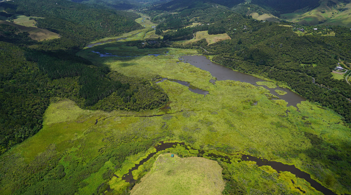 Sections of Te Henga Wetland.