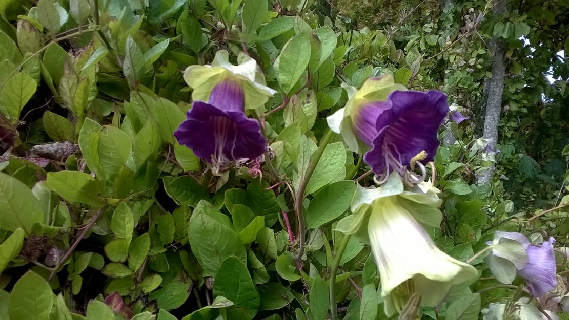 Cathedral bells with hanging purple and white flowers.